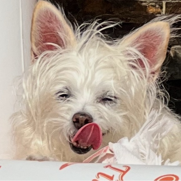 Meet your Posher, Posh - Picture 12 of 16